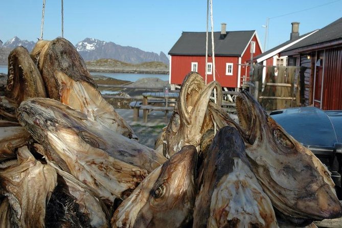 2-Day Lofoten Highlights Photo Tour (Summer) - From Svolvær to the viewpoints: pickup, start time, and how the day flows