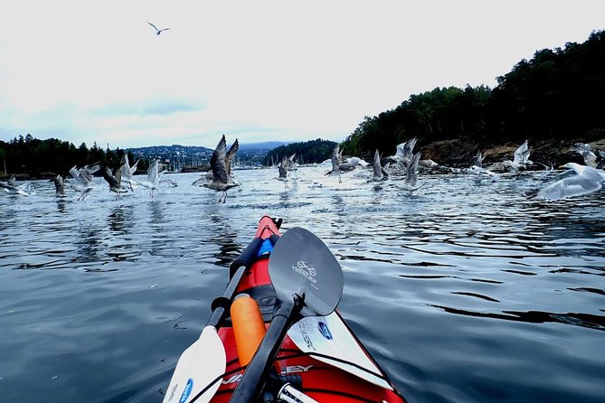 2- hour kayak trip on the Oslo Fjord - Choosing the Right Kayak Fit: Single, Double, and Comfort