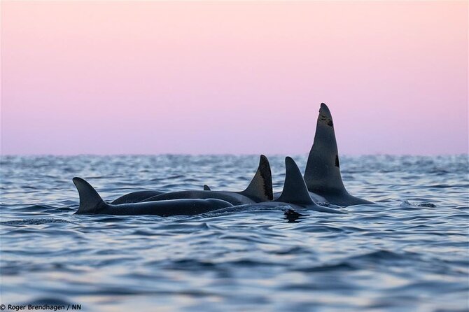 24hr Northern Lights & Whale Watching Cruise - Why a 24-hour Tromsø cruise works for the aurora and the whales