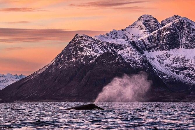 24hr Northern Lights & Whale Watching Cruise - The Panorama lounge lectures: learn what you are looking at