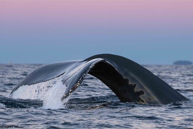 24hr Northern Lights & Whale Watching Cruise - Stop 3 back in Tromsø around 7 PM: then what