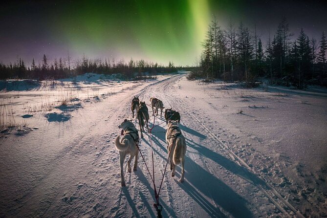 4hr Dog Sledding Tour under the Northern Lights - Key highlights to know before you go