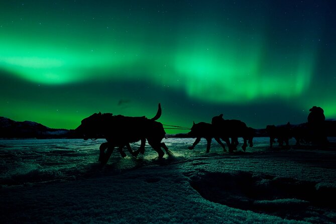 4hr Dog Sledding Tour under the Northern Lights - Driving your husky team: how the ride really works