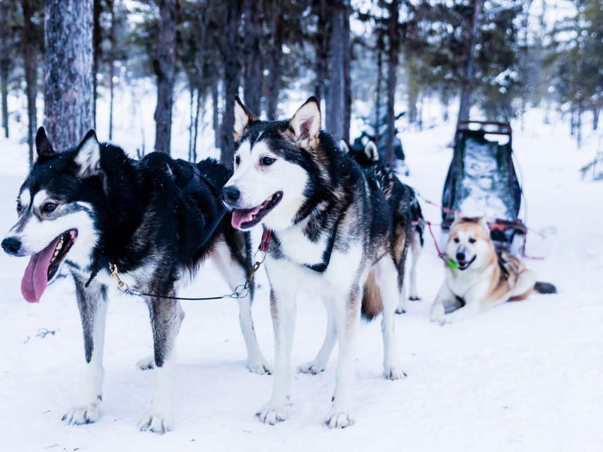 4hr Dog Sledding Trip on Finnmarksvidda - Key things to love about this 4-hour dog sled trip