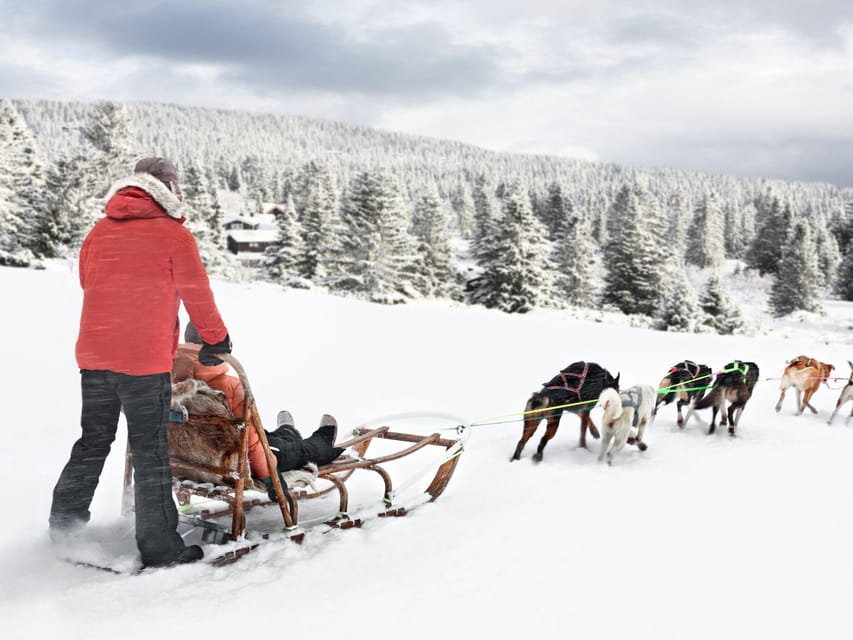 4hr Dog Sledding Trip on Finnmarksvidda - FAQ