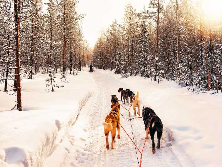 4hr Dog Sledding Trip on Finnmarksvidda - Finnmarksvidda is the reason this ride feels big