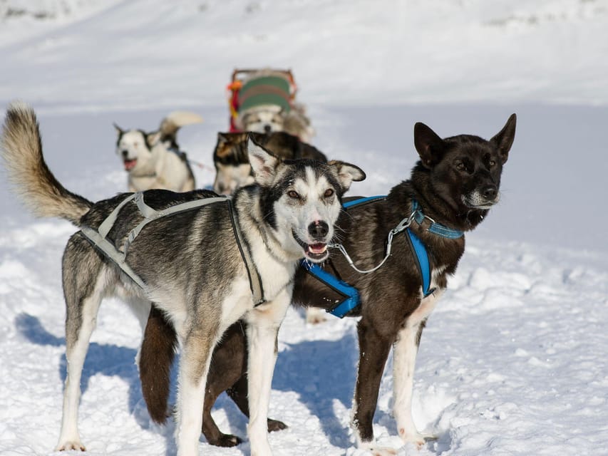 4hr Dog Sledding Trip on Finnmarksvidda - Training that leads to actual control of your husky team