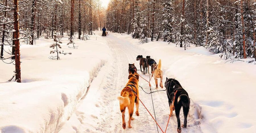 4hr Dog Sledding Trip on Finnmarksvidda - Who should book, and who should sit this one out