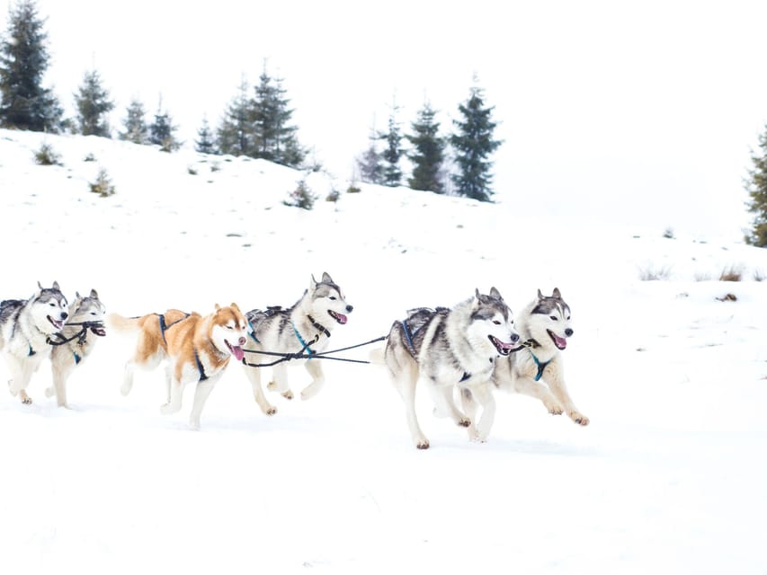 4hr Dog Sledding Trip on Finnmarksvidda - Quick booking call: should you do it?