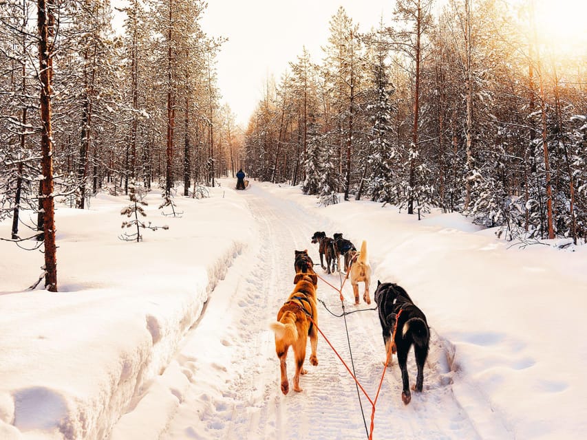 4hr Dog Sledding Trip on Finnmarksvidda - 4 hours from Alta to Gargia, with real sled time included