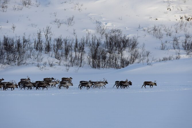 All-Inclusive Arctic Fjords and Sommarøy Scenic Tour - Who Should Book This Tour From Tromsø