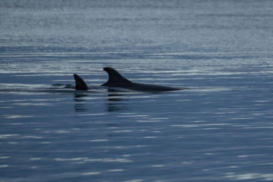 Alta: Alta Fjord Whale Watching Tour - Key Things You’ll Notice on This Alta Fjord Whale Watching Tour