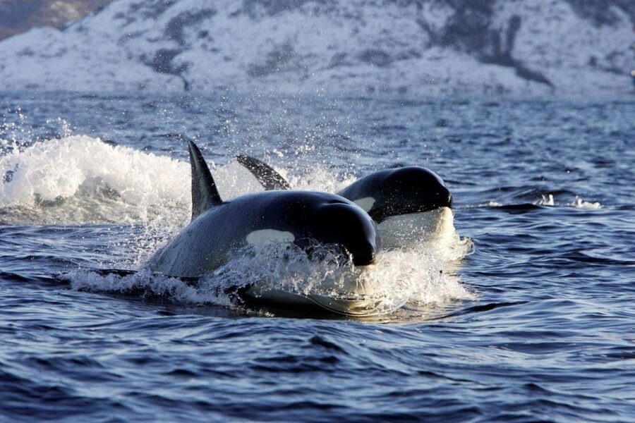Alta: Alta Fjord Whale Watching Tour - Alta Fjord in Winter: What Makes This Cruise Worth Your Time