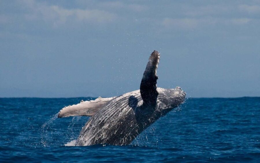 Alta: Alta Fjord Whale Watching Tour - Getting Started at Fiskerihavna: The Simple Setup That Saves Time