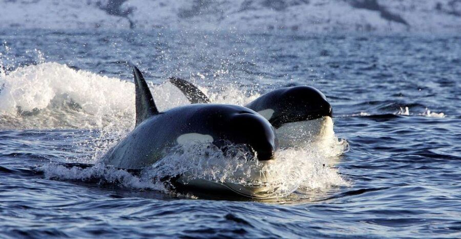Alta: Alta Fjord Whale Watching Tour - Comfort That Actually Matters: Warm Coveralls, Borrowed Gear, and Hot Drinks