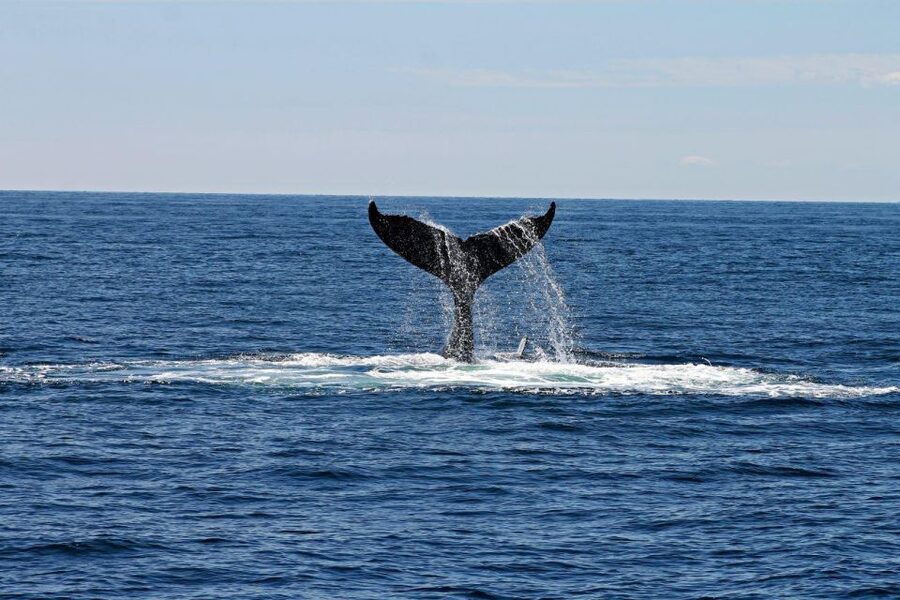 Alta: Alta Fjord Whale Watching Tour - Price and Value: Why $262 Feels Fair (If You Go in Realistic Mode)