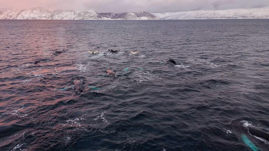 Alta: Altafjord Whale Watching in a Heated Boat - Key Things That Make This Whale Safari Worth Your Time