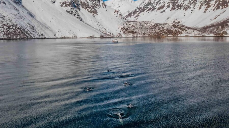 Alta: Altafjord Whale Watching in a Heated Boat - Altafjord Orca Chances in Winter: More Than Just a Whale Hunt