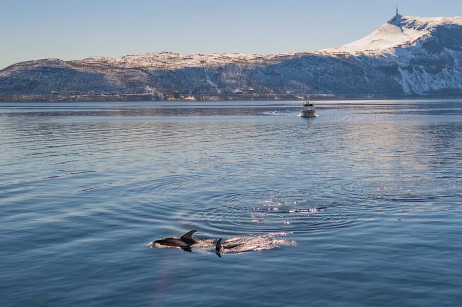 Alta: Altafjord Whale Watching in a Heated Boat - Getting There at Havneveien 24: Simple Start, Clear Expectations