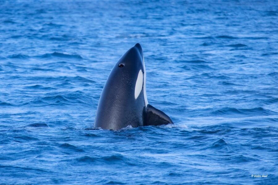 Alta: Altafjord Whale Watching in a Heated Boat - Who Should Book This Altafjord Whale Watching Trip