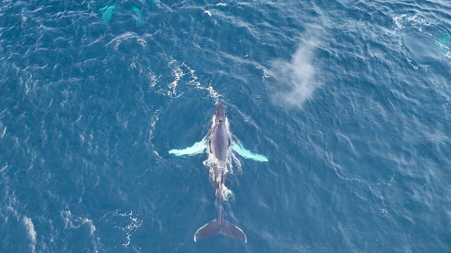 Alta: Altafjord Whale Watching in a Heated Boat - Price and Value: What $262 Buys You in the Arctic