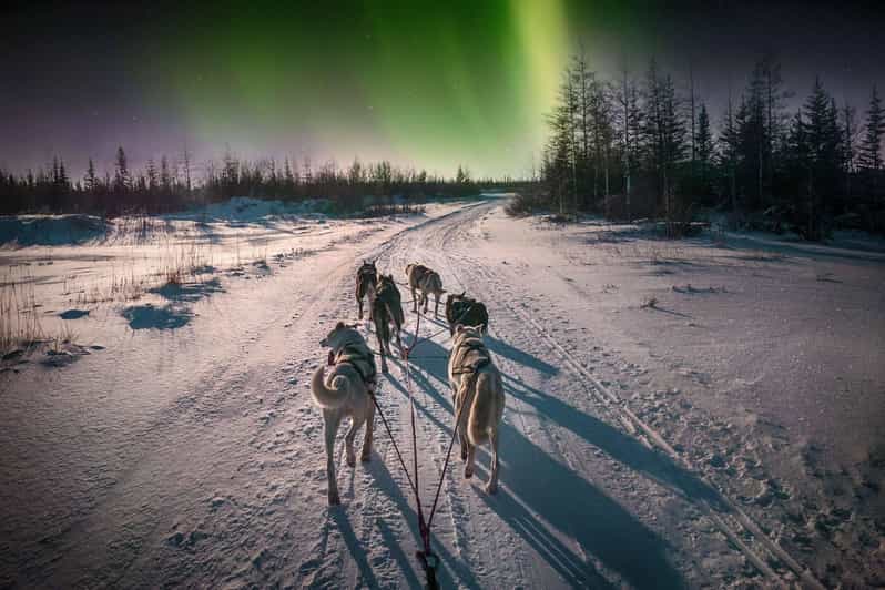 Alta: Dog Sledding Trip under the Northern Lights - Key things that make this trip work