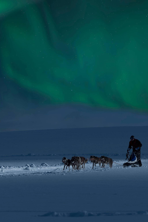 Alta: Dog Sledding Trip under the Northern Lights - Should you book Alta Dog Sledding under the Northern Lights?