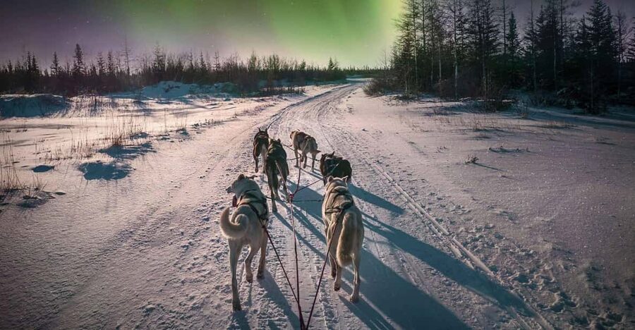 Alta: Dog Sledding Trip under the Northern Lights - Training and turning the reins: how self-drive really feels
