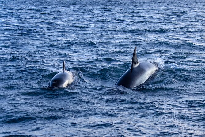 Alta Fjord Whale Watching on a Heated Boat - Binoculars, coffee, WiFi, and the comforts that matter in cold weather