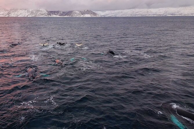 Alta Fjord Whale Watching on a Heated Boat - Who this trip suits, and who should rethink it