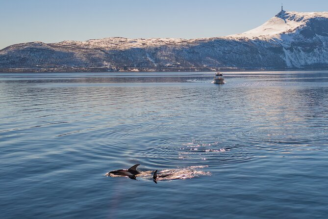 Alta Fjord Whale Watching on a Heated Boat - Meet the Sea Runner: heated cabin, decks, and onboard extras
