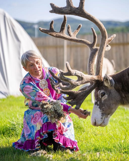 Alta: Reindeer - A carrier of Sámi Culture - Hand-Feeding and Petting: How to Get Close Without Getting in the Way