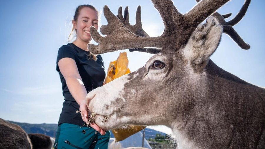 Alta: Reindeer - A carrier of Sámi Culture - What You Do From the Main Entrance to the Reindeer Area
