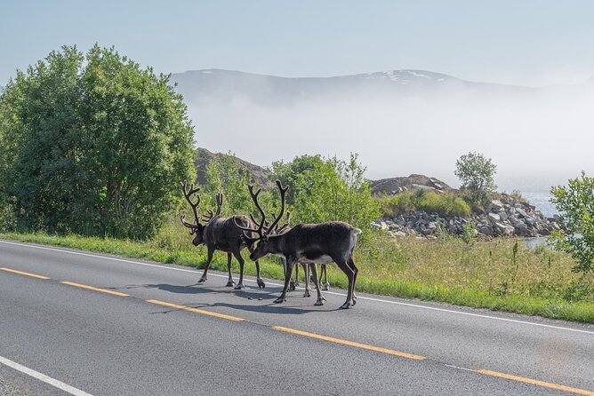 Arctic Fjord Roadtrip with Scenic Picnic from Tromso - Who Should Book This Fjord Road Trip From Tromsø
