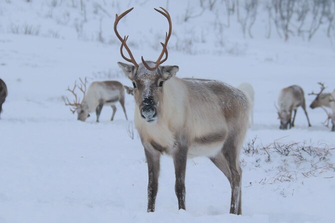 Arctic Fjords and Reindeer Experience – Small group tour - Why the Fjords and Reindeer Combo Works from Tromsø