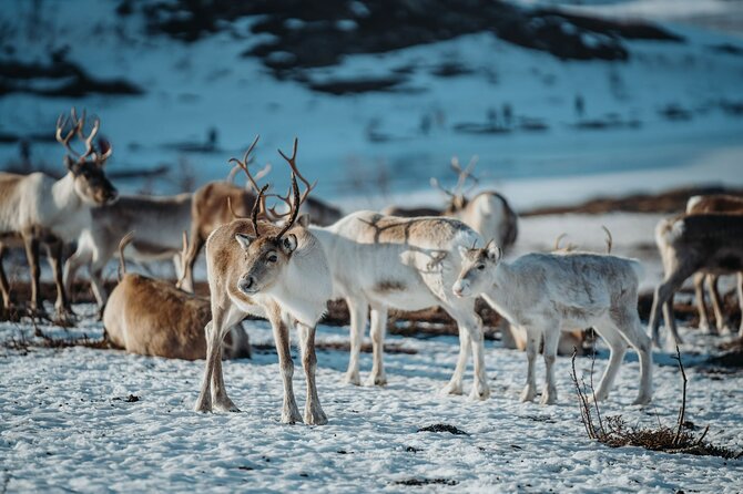Arctic Fjords and Reindeer Experience – Small group tour - Price and What You Actually Get for $291.53