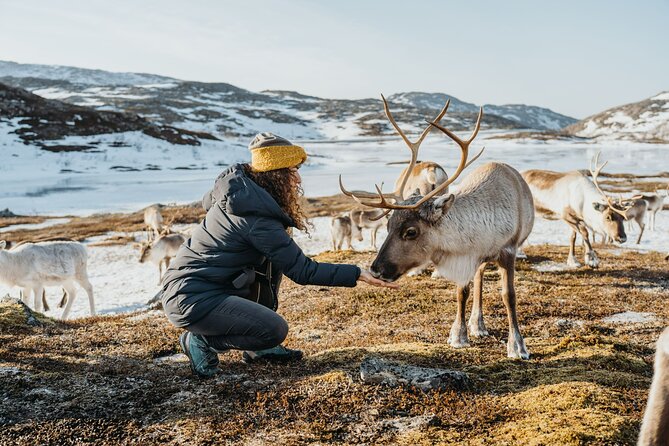 Arctic Fjords and Reindeer Experience – Small group tour - Should You Book This Fjords and Reindeer Tour from Tromsø?