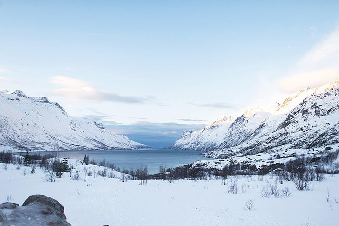 Arctic Fjords Road Trip - Tromsø Fjords in winter, the wildlife is the real headline