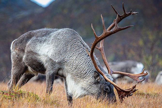 Arctic Nature Tour from Tromsø by minibus - Price and $156.55 value: what you get for a half-day Arctic plan