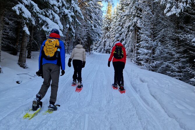 Arctic Snowshoe Hike in Norway - A 4-hour Arctic experience, paced for real winter walking