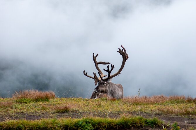 Arctic Wildlife and Fjord Sightseeing - Brensholmen, Rystraumen, and Straumen Farm: when the details get fun