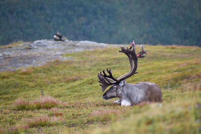 Arctic Wildlife and Fjord Sightseeing - The ride matters: small-group comfort and guide-led driving