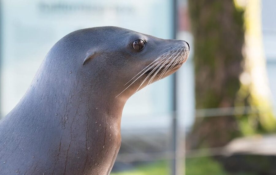 Bergen: Bergen Aquarium Entry Ticket - Entering and planning your day around the feeding schedule