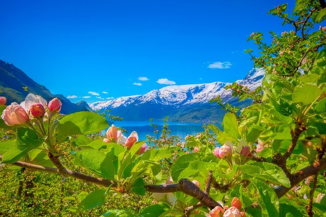 Bergen Beyond Day trip - Salthammeren Stone Age Carvings, prehistoric rock art by the fjord