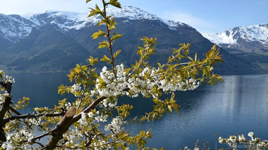 Bergen: Hardangerfjord, Voss Gondola & 3 Great Waterfalls - Eidfjord: a real lunch window and options beyond food