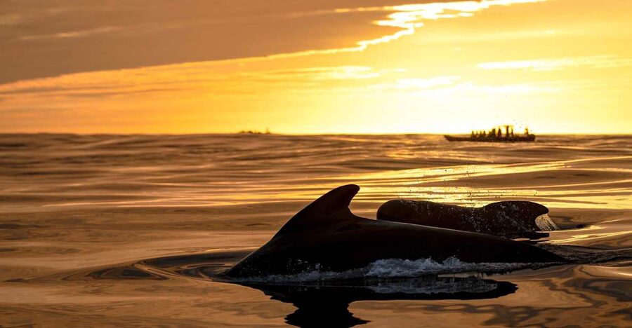 Bleik: Whale Watching by Speedboat with Puffins and Muffins - Key points before you go