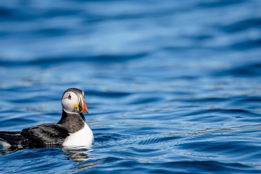 Bleik: Whale Watching by Speedboat with Puffins and Muffins - Who this tour fits best, and who should skip it