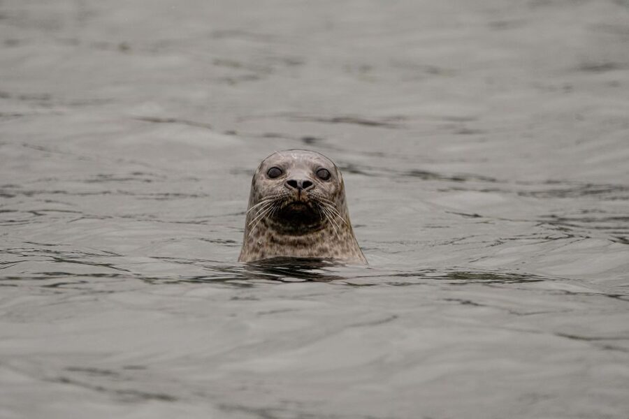 Bleik: Whale Watching by Speedboat with Puffins and Muffins - Where Bleik Canyon turns into a wildlife hotspot