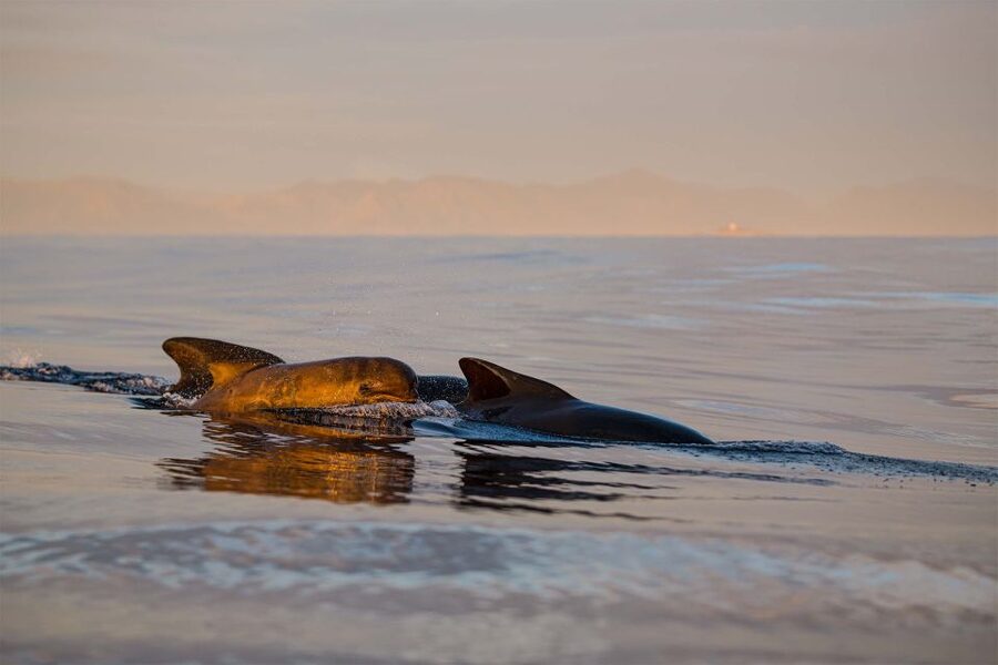 Bleik: Whale Watching by Speedboat with Puffins and Muffins - What happens onshore at Bleik Marina (and what to pack)