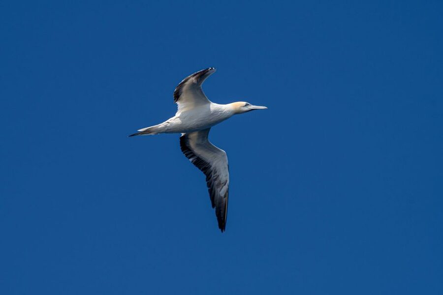 Bleik: Whale Watching by Speedboat with Puffins and Muffins - The 10:00 vs 21:00 choice: when timing changes the feel
